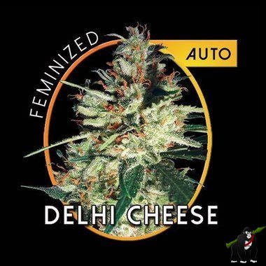Delhi Cheese Auto