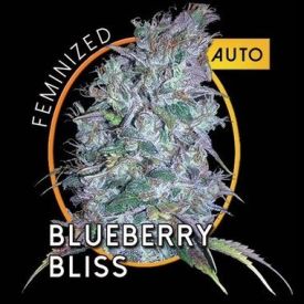 Blueberry Bliss Auto