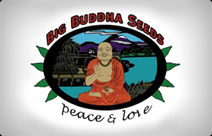 Big Buddha Hanfsamen Autoflowering