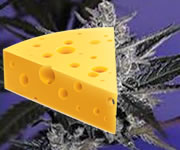 Cheese Hanfsamen Strains